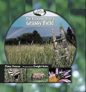 Ecosystem of a Grassy Field