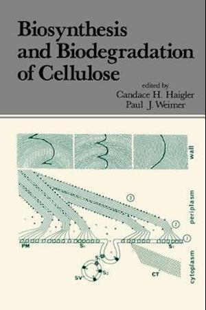 Biosynthesis and Biodegradation of Cellulose
