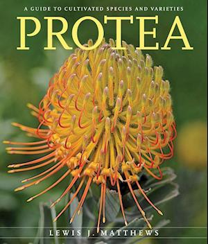 Protea