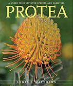 Protea