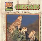 Cheetahs