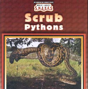 Scrub Pythons
