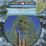 How Pine Trees Grow