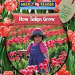 How Tulips Grow