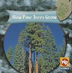 How Pine Trees Grow