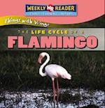 The Life Cycle of a Flamingo