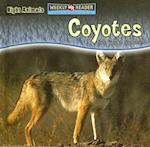 Coyotes Are Night Animals