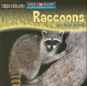 Raccoons Are Night Animals