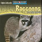 Raccoons Are Night Animals
