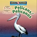 Pelicans / Pelícanos