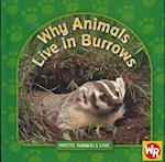 Why Animals Live in Burrows