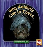 Why Animals Live in Caves