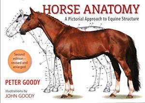 Horse Anatomy