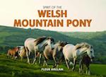 Spirit of the Welsh Mountain Pony