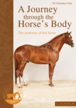 journey through the horse's body