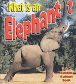 What is an Elephant?