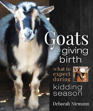 Goats Giving Birth : What to Expect during Kidding Season