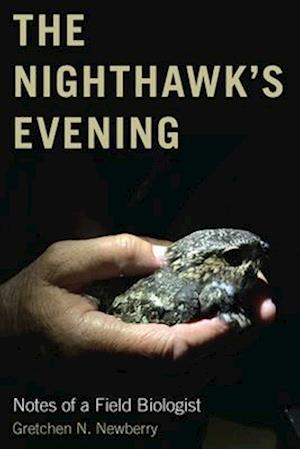 The Nighthawk's Evening