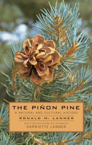 Pinon Pine