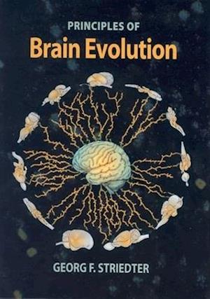 Principles of Brain Evolution