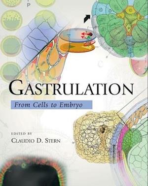 Gastrulation