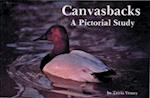 Canvasbacks