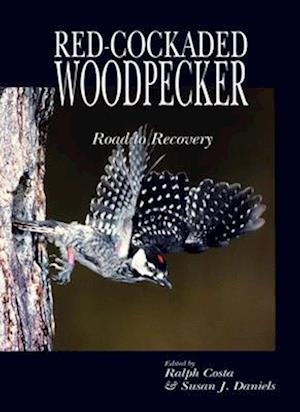 Red Cockaded Woodpecker