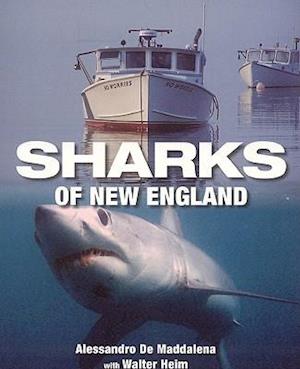 Sharks of New England