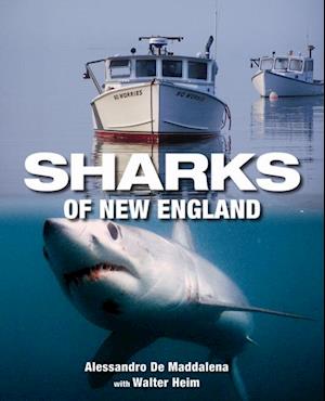 Sharks of New England