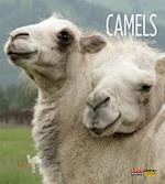 Camels