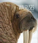 Walruses