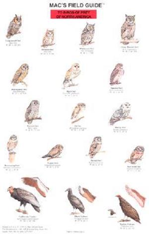 Mac's Field Guide to North American Birds of Prey