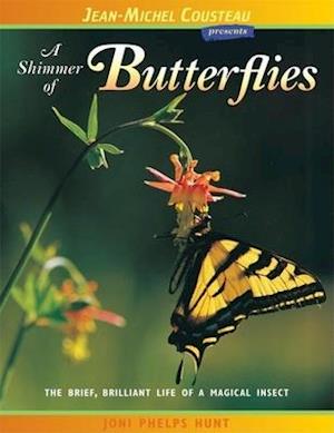 A Shimmer of Butterflies