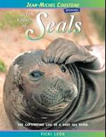 A Colony of Seals