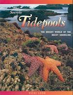 The Secrets of Tidepools