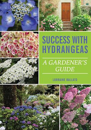 Success With Hydrangeas