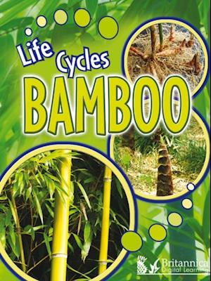 Bamboo