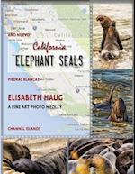 California Elephant Seals