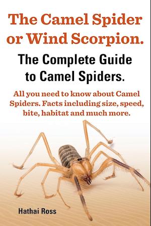 The Camel Spider or Wind Scorpion. the Complete Guide to Camel Spiders. All You Need to Know about Camel Spiders. Facts Including Size, Speed, Bite an