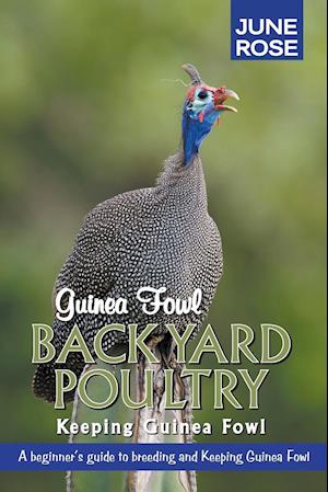 Guinea Fowl, Backyard Poultry