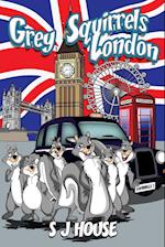 Grey Squirrels London 
