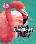 Why Are Flamingos Pink?