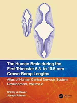 Human Brain during the First Trimester 6.3- to 10.5-mm Crown-Rump Lengths