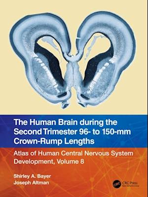 Human Brain during the Second Trimester 96- to 150-mm Crown-Rump Lengths