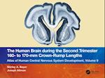 Human Brain during the Second Trimester 160  to 170 mm Crown-Rump Lengths