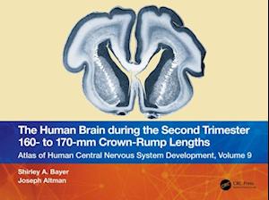 Human Brain during the Second Trimester 160- to 170-mm Crown-Rump Lengths