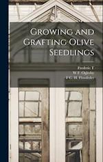 Growing and Grafting Olive Seedlings 