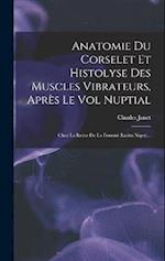 Anatomie Du Corselet Et Histolyse Des Muscles Vibrateurs, Après Le Vol Nuptial