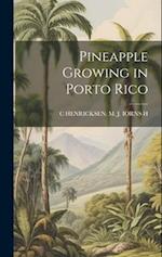 Pineapple Growing in Porto Rico 