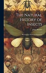 The Natural History of Insects: Illustrated by Numerous Engravings 